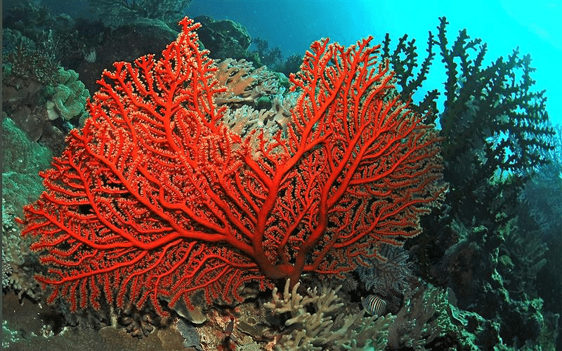 Corallo rosso di Trapani, vista dal fondale