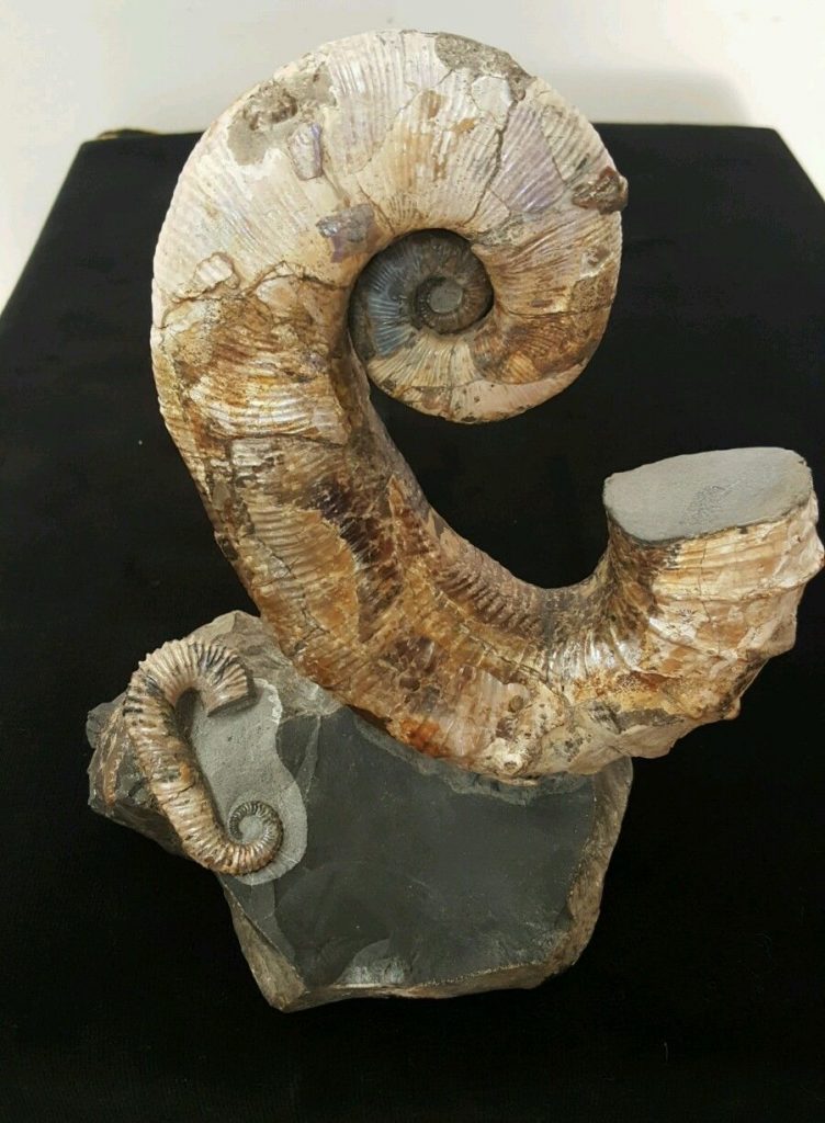 Quanto vale un fossile